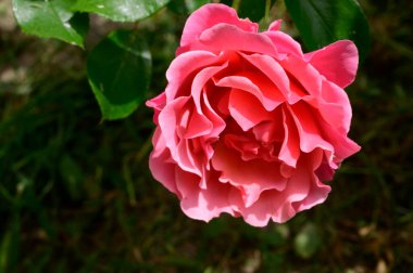 Güneşli yaz gününde bahçede büyüyen güzel parlak bir gül. 