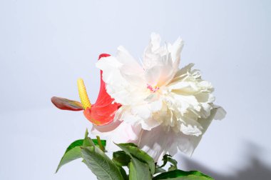 Işık arka planında anthurium çiçekleri olan güzel şakayık, yakın görüş. 