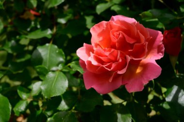 Güneşli yaz gününde bahçede büyüyen güzel parlak bir gül. 