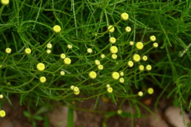 Güneşli yaz gününde bahçede büyüyen güzel, parlak çiçekler. 