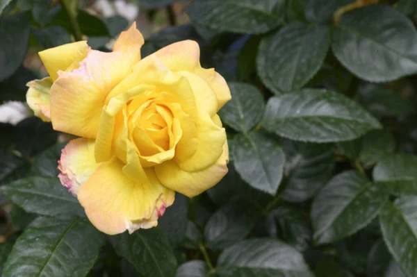 Bella Rosa Brillante Che Cresce Giardino Estate Giornata Sole — Foto Stock