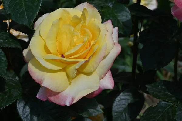 夏の晴れた日に庭で美しい明るいバラが育ち — ストック写真