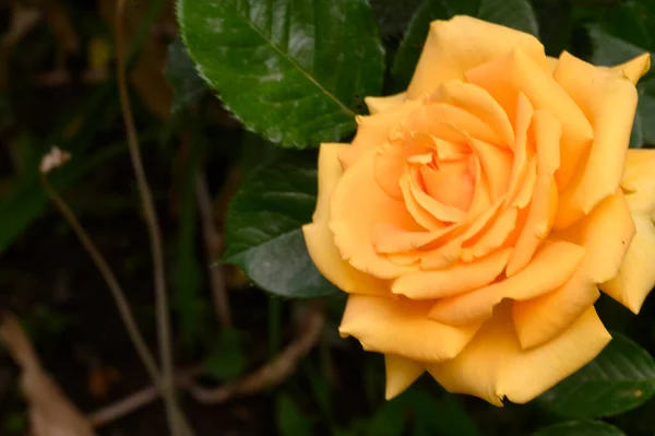 Hermosa Rosa Brillante Creciendo Jardín Verano Día Soleado — Foto de Stock