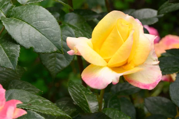 Schöne Helle Rose Wächst Garten Sonnigem Sommertag — Stockfoto