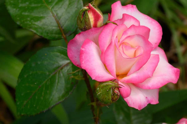 Piękne Jasne Róże Rosnące Ogrodzie Letni Słoneczny Dzień — Zdjęcie stockowe