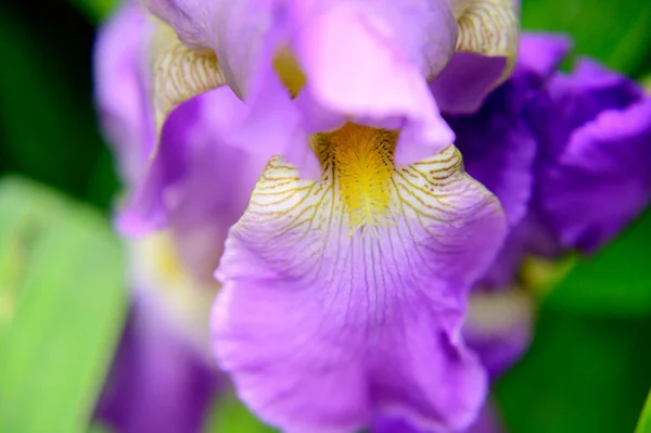 Güneşli Yaz Gününde Bahçede Büyüyen Güzel Parlak Iris Çiçeği — Stok fotoğraf