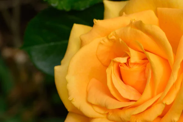 Belle Rose Lumineuse Poussant Dans Jardin Journée Ensoleillée Été — Photo