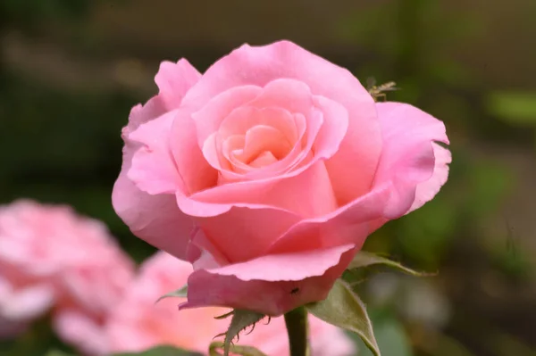 Belle Rose Lumineuse Poussant Dans Jardin Journée Ensoleillée Été — Photo