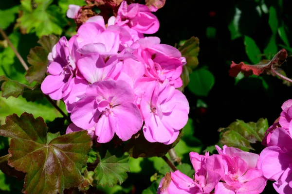 Schöne Helle Blumen Die Garten Sonnigen Sommertag Wachsen — Stockfoto