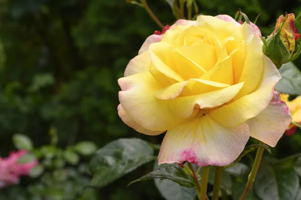 Schöne Helle Rose Wächst Garten Sonnigem Sommertag — Stockfoto