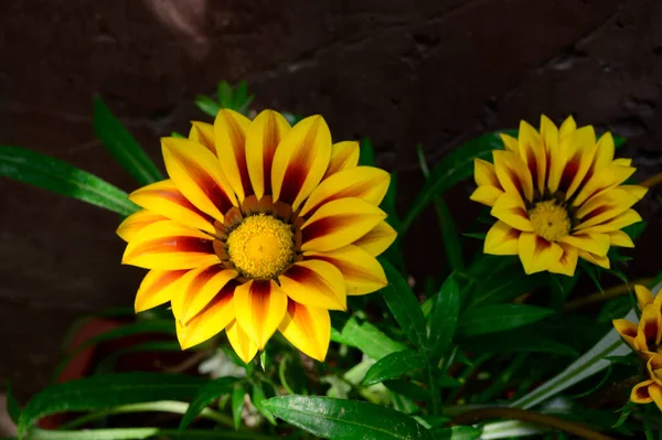 Gyönyörű Fényes Virágok Nőnek Kertben Nyáron Napsütéses Nap — Stock Fotó