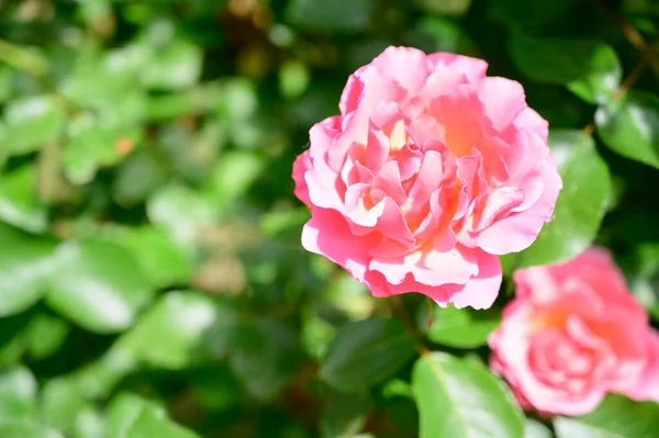 Güneşli Yaz Gününde Bahçede Büyüyen Güzel Parlak Güller — Stok fotoğraf