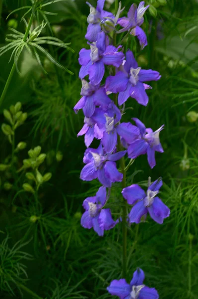 Vackra Ljusa Blommor Xer Trã Dgã Rden Sommaren Solig Dag — Stockfoto