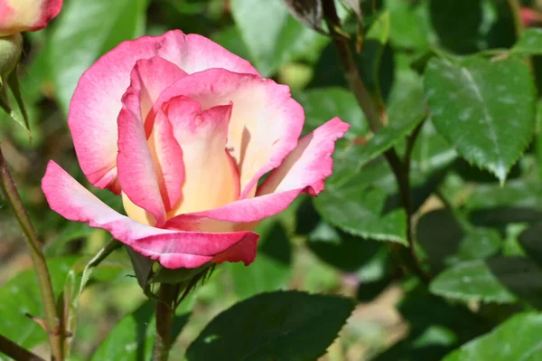 Belle Rose Lumineuse Poussant Dans Jardin Journée Ensoleillée Été — Photo