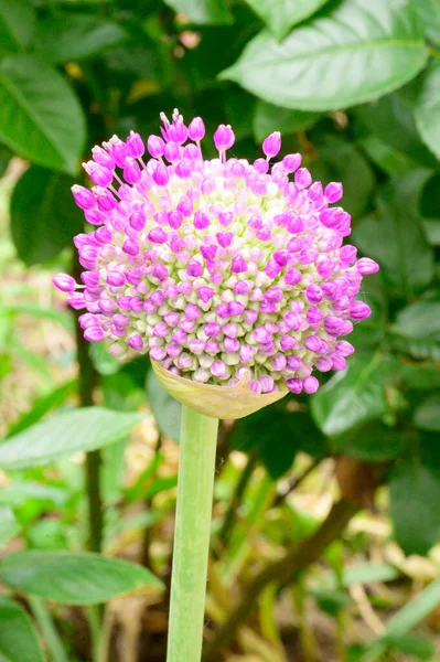 Vacker Ljus Blomma Xer Trã Dgã Rden Sommaren Solig Dag — Stockfoto