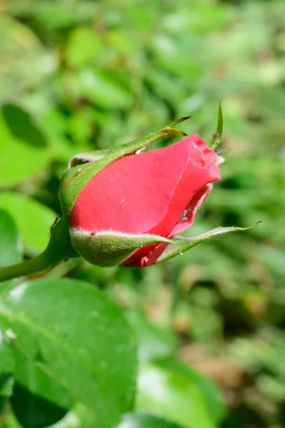 Όμορφο Φωτεινό Τριαντάφυλλο Αυξάνεται Στον Κήπο Καλοκαίρι Ηλιόλουστη Μέρα — Φωτογραφία Αρχείου