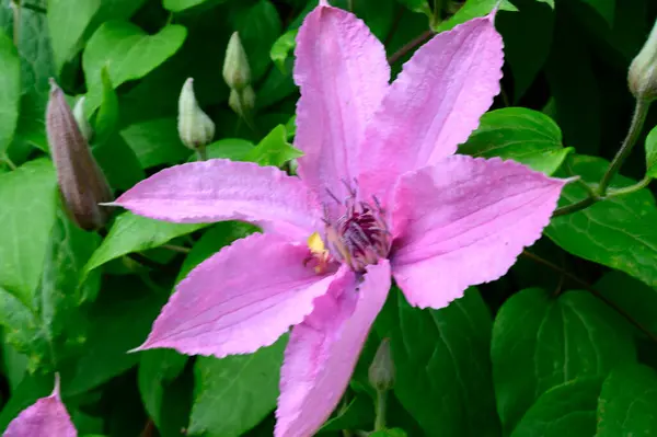 Belles Fleurs Clématites Poussant Dans Jardin Journée Ensoleillée Été — Photo