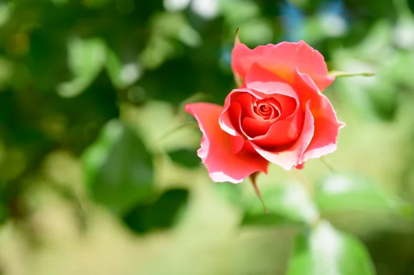 夏天阳光明媚的日子 花园里长着美丽而明亮的玫瑰 — 图库照片