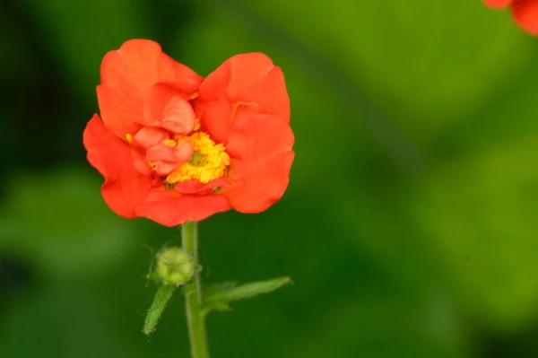 Güneşli Yaz Gününde Bahçede Büyüyen Güzel Parlak Çiçek — Stok fotoğraf
