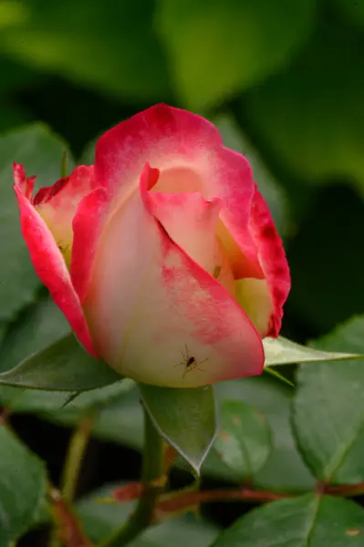 夏天阳光明媚的日子 花园里长着美丽而明亮的玫瑰 — 图库照片