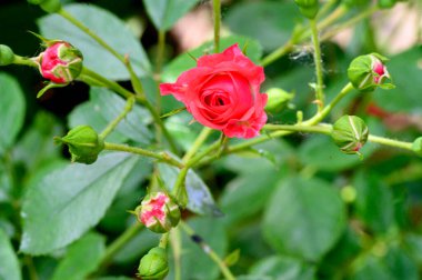 Güneşli yaz gününde bahçede büyüyen güzel parlak güller. 