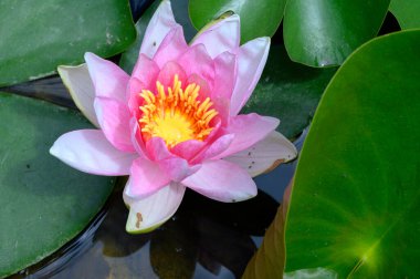 Güzel çiçek açan nilüfer çiçekleri yaz günü gölette büyür. 