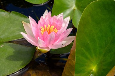 Güzel çiçek açan nilüfer çiçekleri yaz günü gölette büyür. 