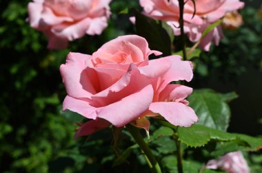 Güneşli yaz gününde bahçede büyüyen güzel parlak güller. 