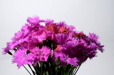 Açık arkaplanda güzel çiçekler, yakın manzara. 