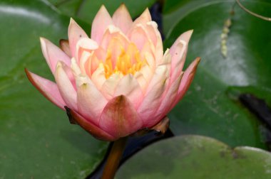 Güzel çiçek açan nilüfer çiçekleri yaz günü gölette büyür. 