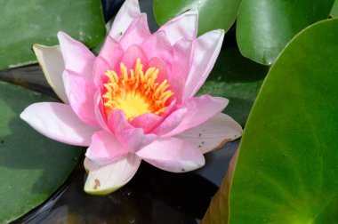 Güzel çiçek açan nilüfer çiçekleri yaz günü gölette büyür. 