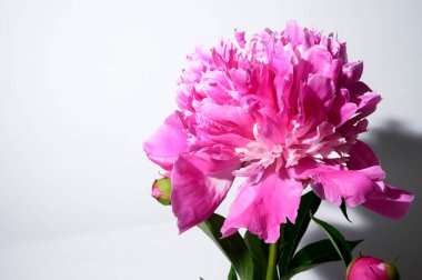 Hafif arka planda güzel şakayık çiçeği, yaz konsepti, yakın görüş  