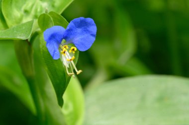 Güneşli yaz gününde bahçede büyüyen güzel, parlak çiçek. 