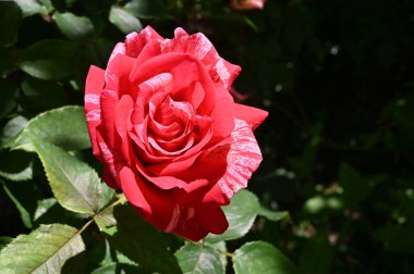 Güneşli yaz gününde bahçede büyüyen güzel parlak bir gül. 