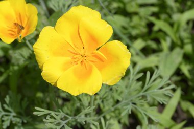 Güneşli yaz gününde bahçede büyüyen güzel, parlak çiçekler. 