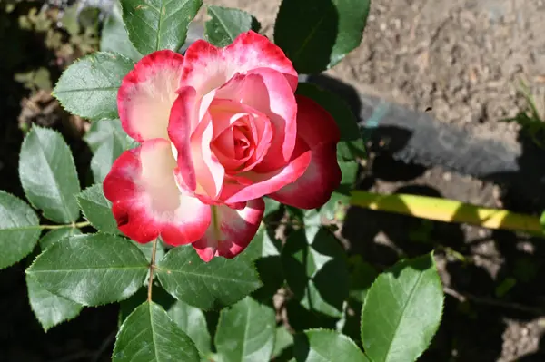 Красива Яскрава Троянда Росте Саду Літній Сонячний День — стокове фото