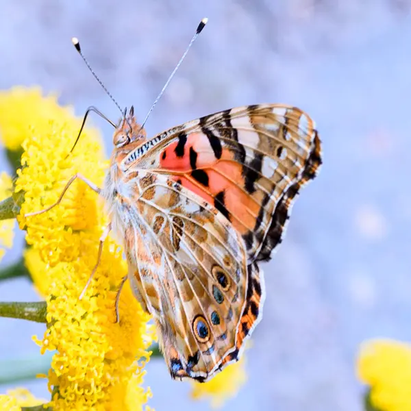 Schmetterlingsbiene Bestäubt Schöne Helle Blumen Die Sonnigen Sommertagen Garten Wachsen — Stockfoto