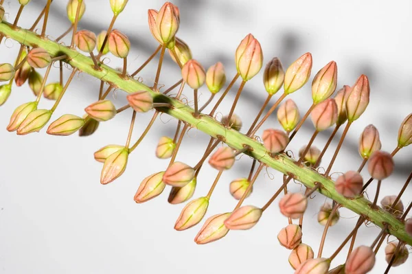 Hermosa Flor Sobre Fondo Claro Vista Cercana — Foto de Stock