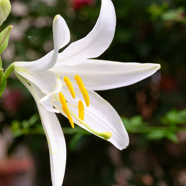 Bela Flor Lírio Brilhante Crescendo Jardim Verão Dia Ensolarado — Fotografia de Stock