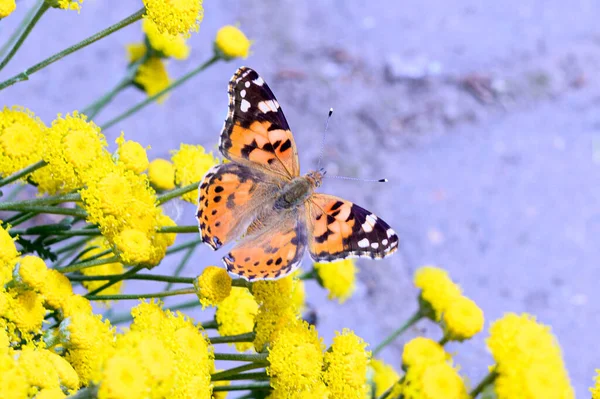 Abeille Papillon Pollinisant Belles Fleurs Lumineuses Poussant Dans Jardin Journée — Photo