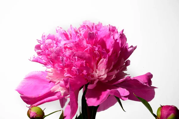 Hermosa Flor Peonía Sobre Fondo Claro Concepto Verano Vista Cercana —  Fotos de Stock