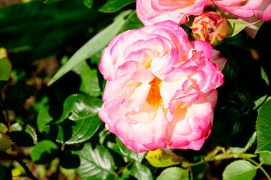 Güneşli yaz gününde bahçede büyüyen güzel parlak güller. 