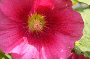 Güneşli yaz gününde bahçede yetişen güzel, parlak bir yaban ördeği. 