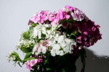 Açık arkaplanda güzel çiçekler, yakın manzara. 