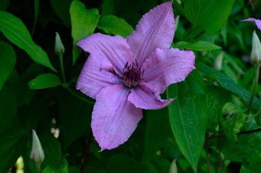 Güneşli yaz gününde bahçede büyüyen güzel Clematis. 