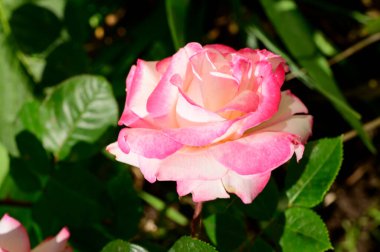 Güneşli yaz gününde bahçede büyüyen güzel parlak bir gül. 