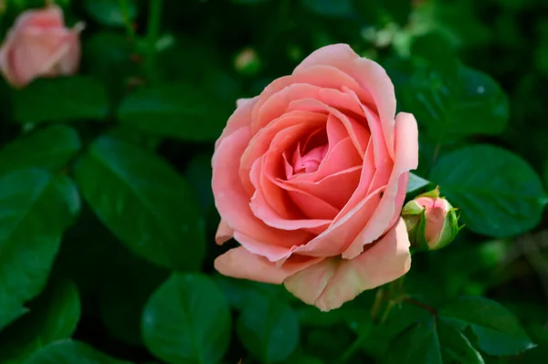 Красивые Яркие Розы Растут Саду Летний Солнечный День — стоковое фото