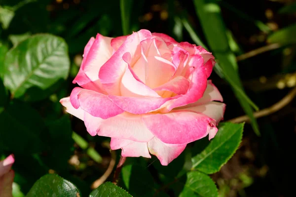 Schöne Helle Rose Wächst Garten Sonnigem Sommertag — Stockfoto