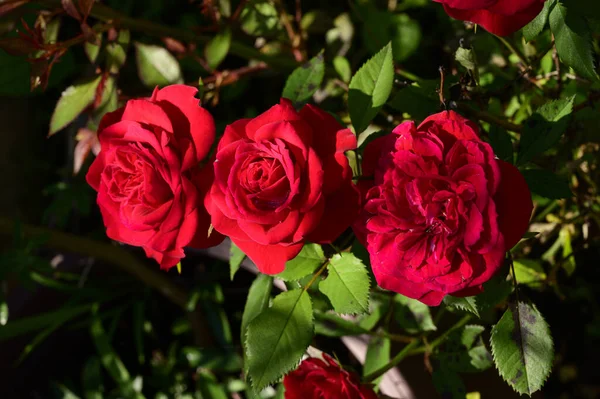 Красиві Яскраві Троянди Ростуть Саду Літній Сонячний День — стокове фото