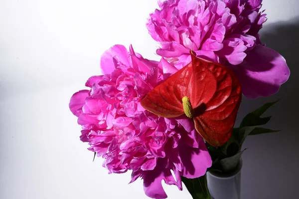 Schöne Pfingstrosen Mit Anthurischen Blüten Auf Hellem Hintergrund Nahsicht — Stockfoto